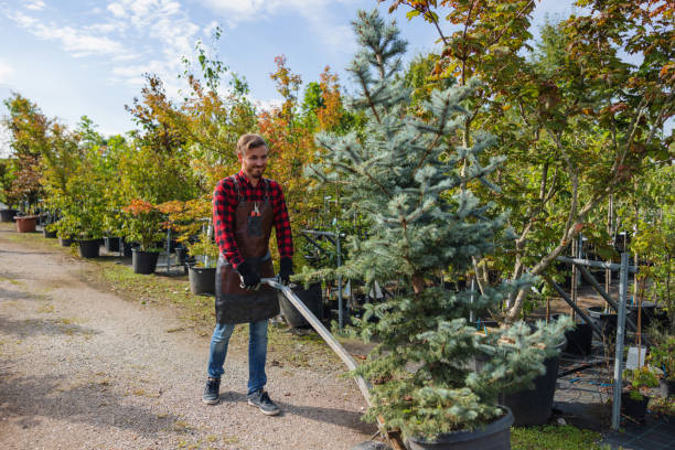 How Our Tree Care Process Works  in Willits, CA